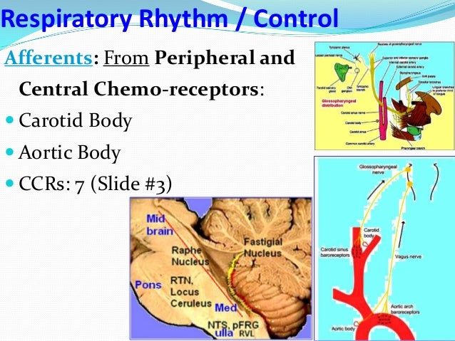 neural control of respiration pdf