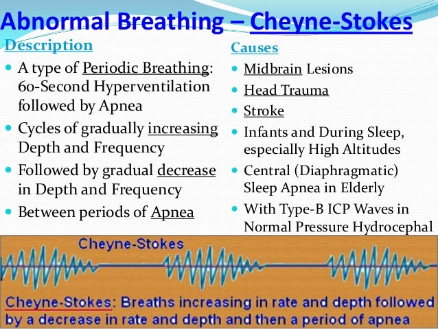 neural control of respiration abnormal breathing types of breathing patterns