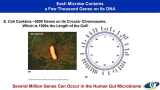 Each Microbe Contains
a Few Thousand Genes on Its DNA
E. Coli Contains ~5000 Genes on its Circular Chromosome,
Which is 1000x the Length of the Cell!
Several Million Genes Can Occur in the Human Gut Microbiome
 