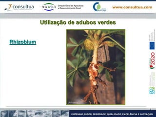 Utilização de adubos verdes
Rhizobium
 