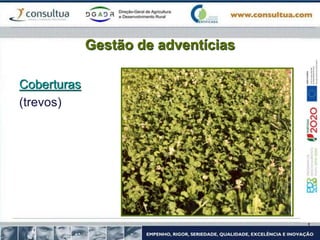 Gestão de adventícias
Coberturas
(trevos)
 