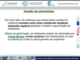 Gestão de adventícias
Por outro lado, há evidêncas que certas lantas usadas em
cobertura excretam pelas raízes substâncias alopáticas
(alelopatia negativa) ajudando a impedir a germinação de
infestantes.
Depois da germinação, as infestantes podem ser eliminadas por
monda térmica, monda mecânica com enterramento no solo
ou apenas por corte ou desroçamento em superfície.
 