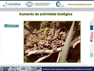 Aumento da actividade biológica
Minhocas
 