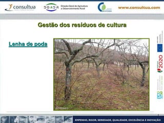 Gestão dos resíduos de cultura
Lenha de poda
 