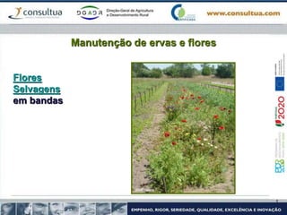 Manutenção de ervas e flores
Flores
Selvagens
em bandas
 