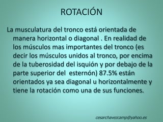 La musculatura del tronco está orientada de
manera horizontal o diagonal . En realidad de
los músculos mas importantes del tronco (es
decir los músculos unidos al tronco, por encima
de la tuberosidad del isquión y por debajo de la
parte superior del esternón) 87.5% están
orientados ya sea diagonal u horizontalmente y
tiene la rotación como una de sus funciones.
ROTACIÓN
cesarchavezcamp@yahoo.es
 