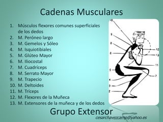 Cadenas Musculares
Grupo Extensor
1. Músculos flexores comunes superficiales
de los dedos
2. M. Peróneo largo
3. M. Gemelos y Sóleo
4. M. Isquiotibiales
5. M. Glúteo Mayor
6. M. Iliocostal
7. M. Cuadríceps
8. M. Serrato Mayor
9. M. Trapecio
10. M. Deltoides
11. M. Tríceps
12. M. Flexores de la Muñeca
13. M. Extensores de la muñeca y de los dedos
cesarchavezcamp@yahoo.es
 