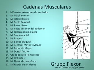 Cadenas Musculares
Grupo Flexor
1. Músculos extensores de los dedos
2. M. Tibial anterior
3. M. Isquiotibiales
4. M. Recto Femoral
5. M. Psoas Iliaco
6. M. Recto anterior del abdomen
7. M. Tríceps porción larga
8. M. Braquioradial
9. M. Braquial
10. M. Bíceps Braquial
11. M. Pectoral Mayor y Menor
12. M. Redondo Mayor
13. M. Dorsal Ancho
14. Grupo serrato-Romboideo
15. M. Deltoides
16. M. Flexor de la muñeca
17. Mflexores de los dedos
cesarchavezcamp@yahoo.es
 