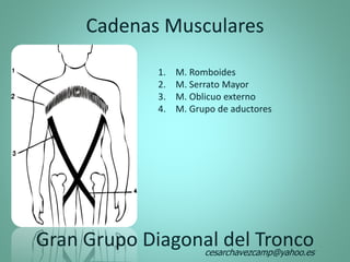 Cadenas Musculares
1. M. Romboides
2. M. Serrato Mayor
3. M. Oblicuo externo
4. M. Grupo de aductores
Gran Grupo Diagonal del Troncocesarchavezcamp@yahoo.es
 