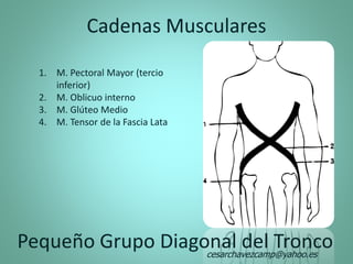 Cadenas Musculares
Pequeño Grupo Diagonal del Tronco
1. M. Pectoral Mayor (tercio
inferior)
2. M. Oblicuo interno
3. M. Glúteo Medio
4. M. Tensor de la Fascia Lata
cesarchavezcamp@yahoo.es
 