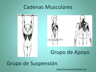 Cadenas Musculares
Grupo de Apoyo
Grupo de Suspensión
cesarchavezcamp@yahoo.es
 