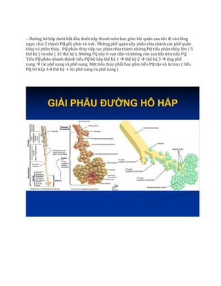 – Đường hô hấp dưới bắt đầu dưới nắp thanh môn bao gồm khí quản sau khi đi vào lồng
ngực chia 2 thành PQ gốc phải và trái . Những phế quản nầy phân chia thành các phế quản
thùy và phân thùy . PQ phân thùy tiếp tục phân chia thành những PQ tiểu phân thùy lớn ( 5
thế hệ ) và nhỏ ( 15 thế hệ ). Những PQ nầy ít sụn dần và không còn sụn khi đến tiểu PQ.
Tiểu PQ phân nhánh thành tiểu PQ hô hấp thế hệ 1  thế hệ 2  thế hệ 3  ống phế
nang  túi phế nang và phế nang. Một tiểu thùy phổi bao gồm tiểu PQ tận và Acinus ( tiểu
PQ hô hấp 3-8 thế hệ + túi phế nang và phế nang )
 