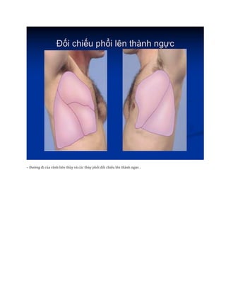 – Đường đi của rãnh liên thùy và các thùy phổi đối chiếu lên thành ngực .
 