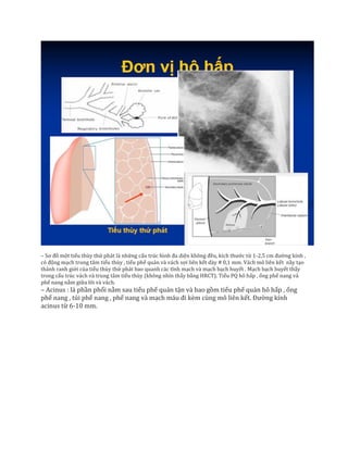 – Sơ đồ một tiểu thùy thứ phát là những cấu trúc hình đa diện không đều, kích thước từ 1-2,5 cm đường kính ,
có động mạch trung tâm tiểu thùy , tiểu phế quản và vách sợi liên kết dày # 0,1 mm. Vách mô liên kết nầy tạo
thành ranh giới của tiểu thùy thứ phát bao quanh các tĩnh mạch và mạch bạch huyết . Mạch bạch huyết thấy
trong cấu trúc vách và trung tâm tiểu thùy (không nhìn thấy bằng HRCT). Tiểu PQ hô hấp , ống phế nang và
phế nang nằm giữa lõi và vách.
– Acinus : là phần phổi nằm sau tiểu phế quản tận và bao gồm tiểu phế quản hô hấp , ống
phế nang , túi phế nang , phế nang và mạch máu đi kèm cùng mô liên kết. Đường kính
acinus từ 6-10 mm.
 