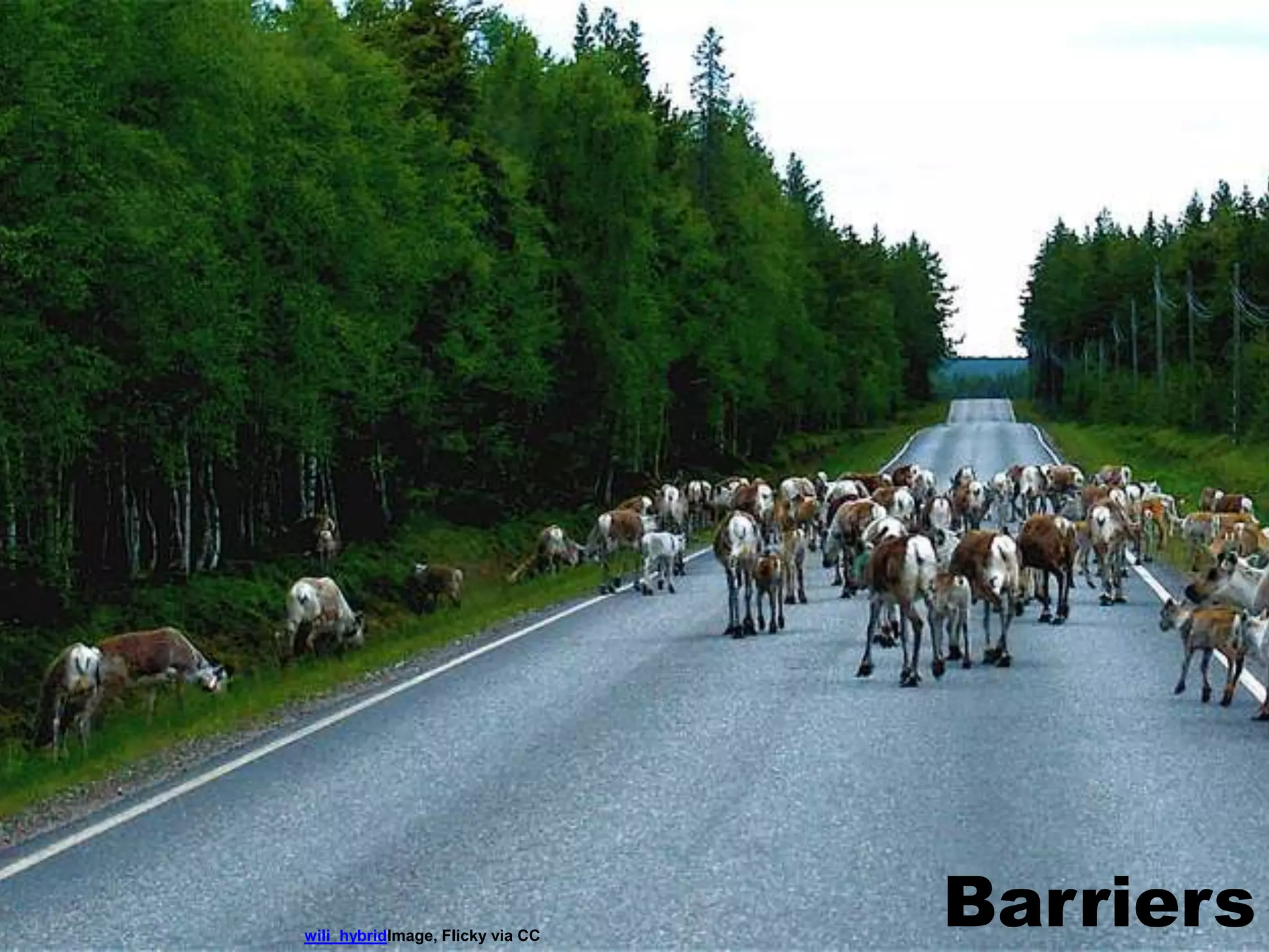 Barrierswili_hybridImage, Flicky via CC