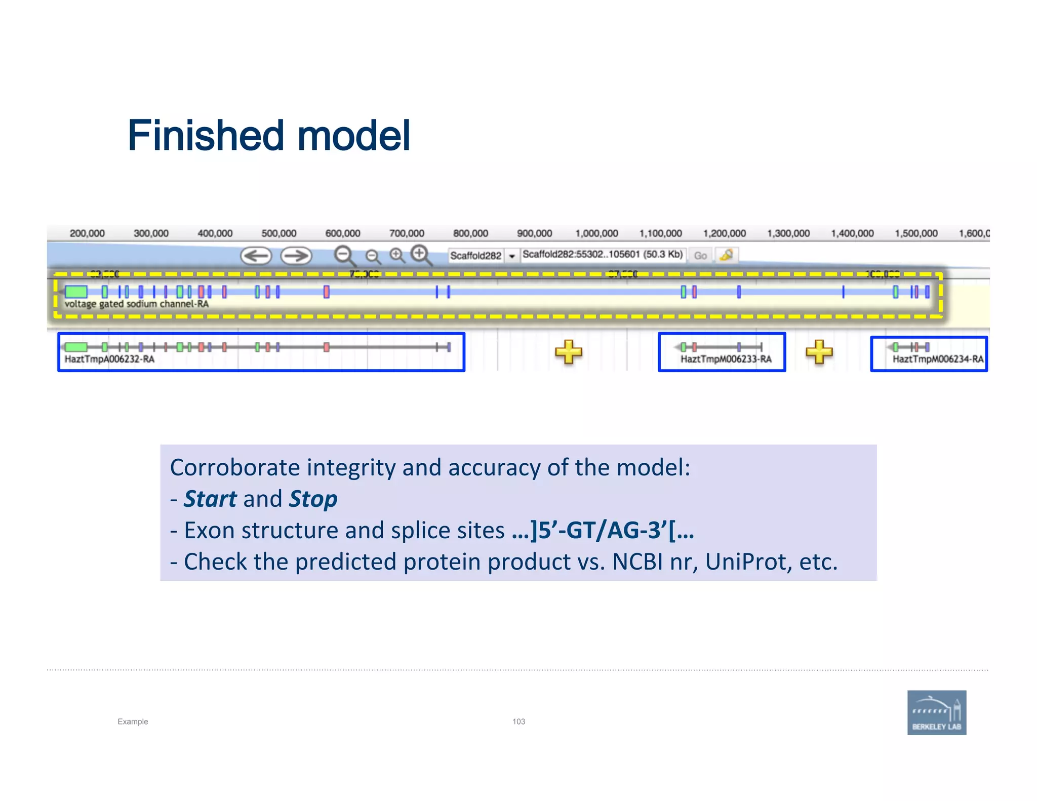 Finished model
Example 103
Corroborate	
  integrity	
  and	
  accuracy	
  of	
  the	
  model:	
  	
  
-­‐	
  Start	
  and	
  Stop	
  
-­‐	
  Exon	
  structure	
  and	
  splice	
  sites	
  …]5’-­‐GT/AG-­‐3’[…	
  
-­‐	
  Check	
  the	
  predicted	
  protein	
  product	
  vs.	
  NCBI	
  nr,	
  UniProt,	
  etc.	
  
 