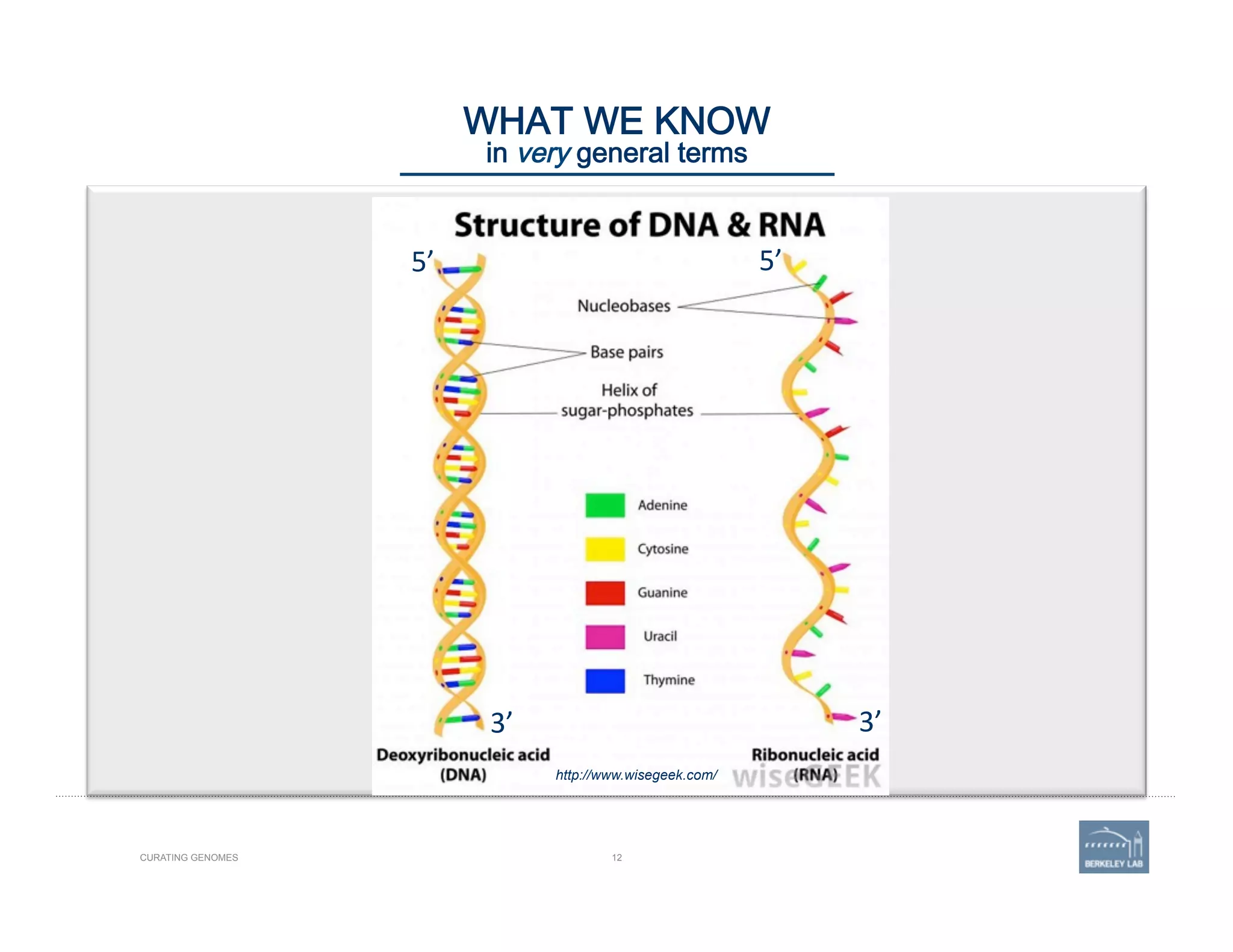 12CURATING GENOMES
WHAT WE KNOW 
in very general terms
http://www.wisegeek.com/
5’	
  
3’	
  
5’	
  
3’	
  
 