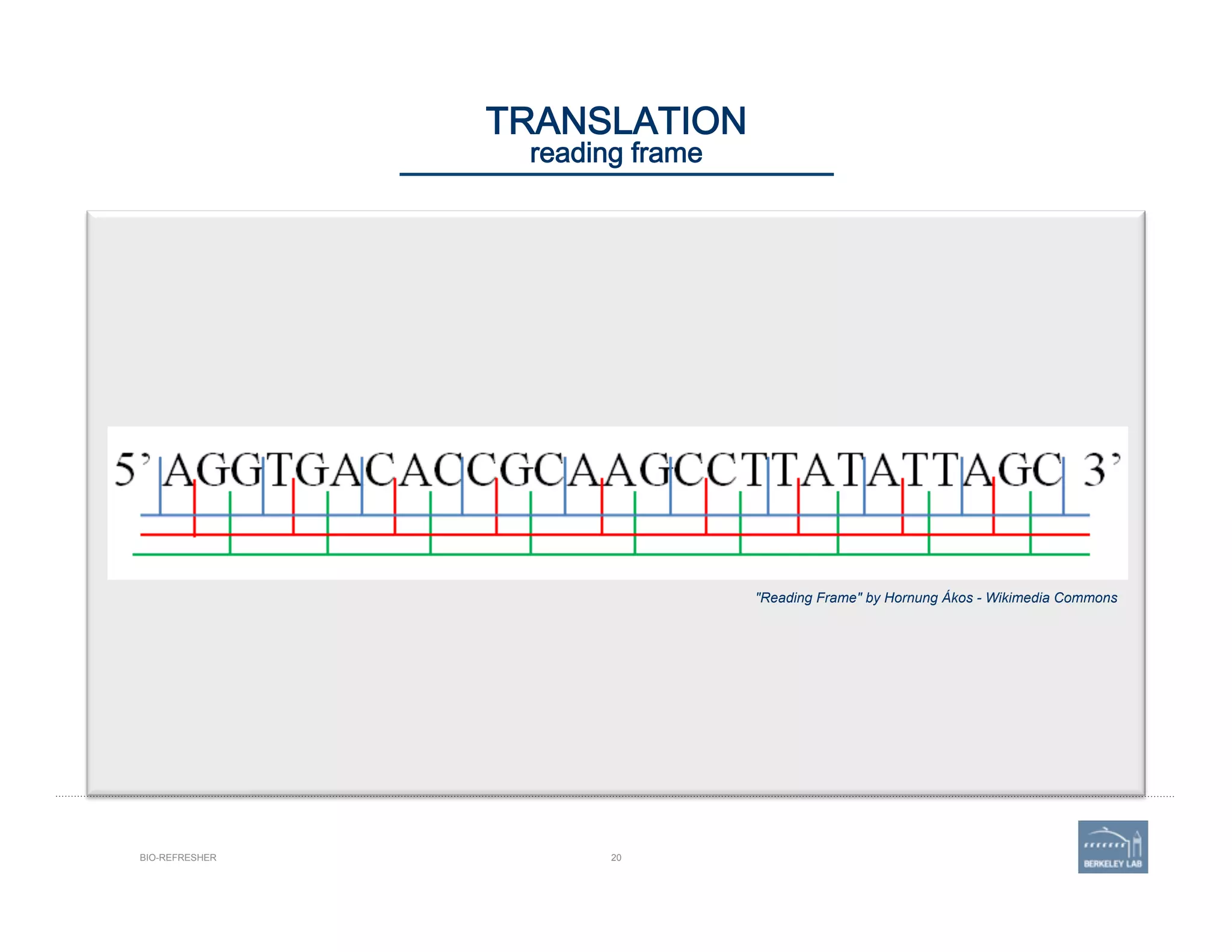 20
"Reading Frame" by Hornung Ákos - Wikimedia Commons
BIO-REFRESHER
TRANSLATION 
reading frame
 