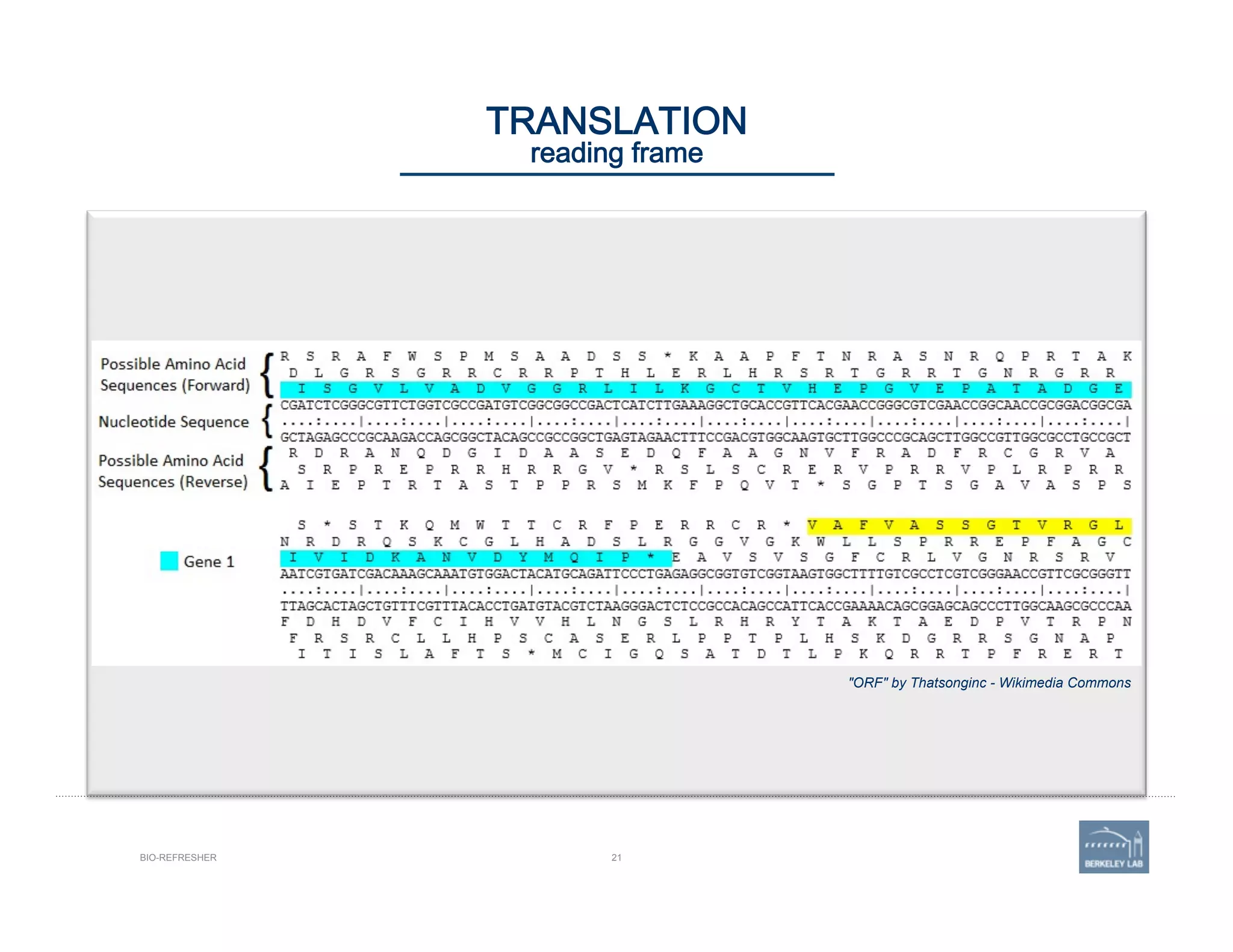 21
"ORF" by Thatsonginc - Wikimedia Commons
BIO-REFRESHER
TRANSLATION 
reading frame
 