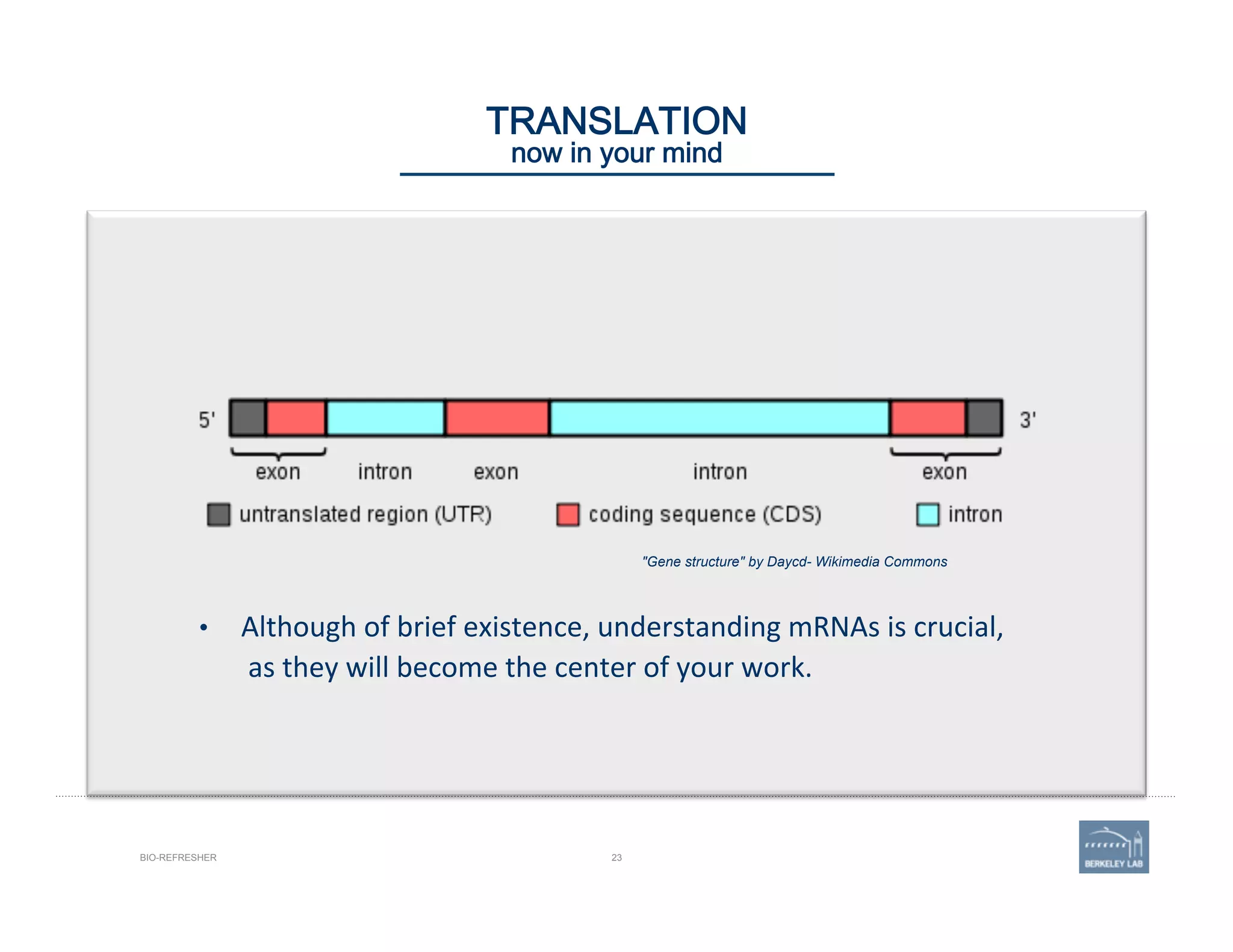23
"Gene structure" by Daycd- Wikimedia Commons
BIO-REFRESHER
TRANSLATION 
now in your mind
•  Although	
  of	
  brief	
  existence,	
  understanding	
  mRNAs	
  is	
  crucial,	
  
	
  as	
  they	
  will	
  become	
  the	
  center	
  of	
  your	
  work.	
  
 