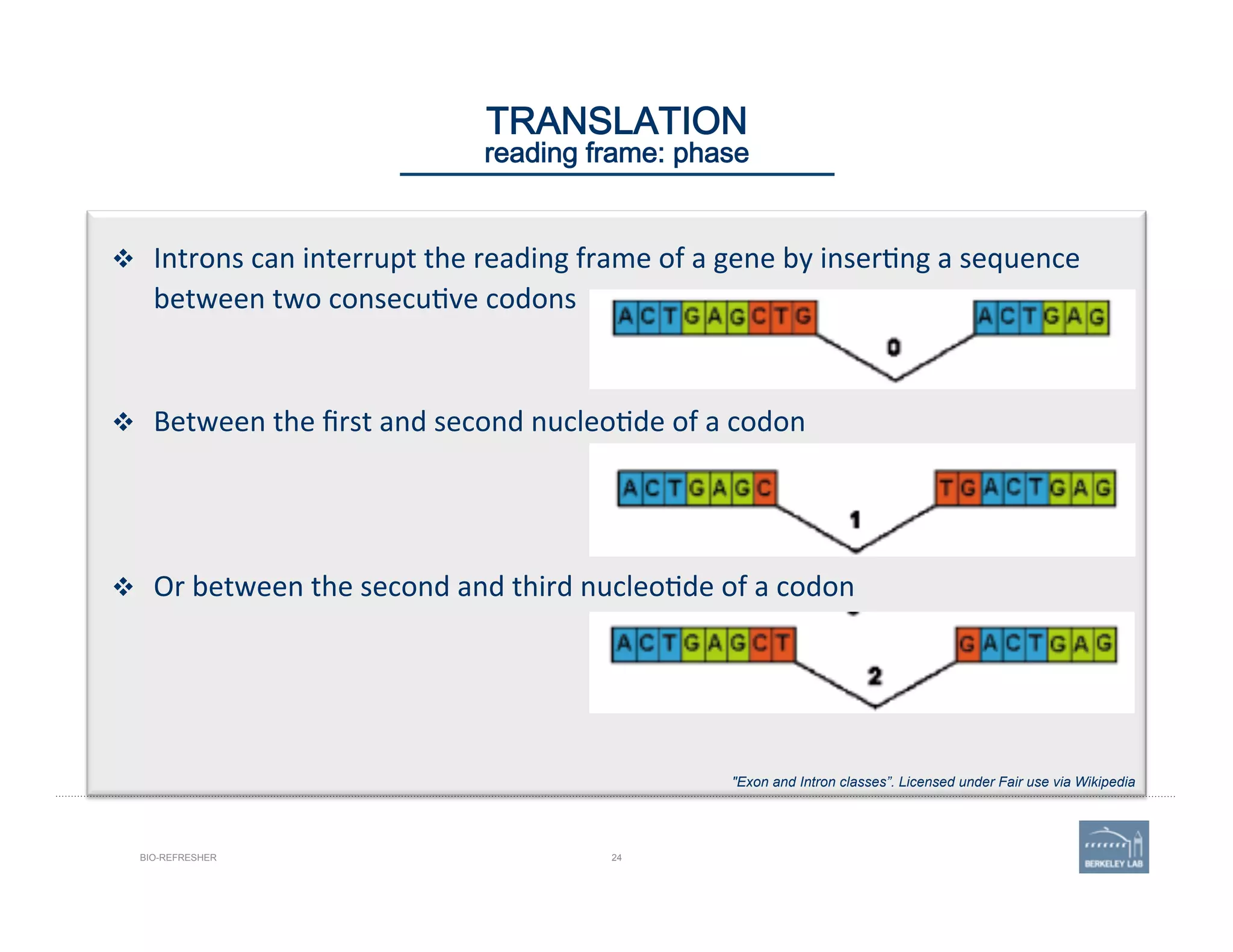 24BIO-REFRESHER
TRANSLATION 
reading frame: phase
v  Introns	
  can	
  interrupt	
  the	
  reading	
  frame	
  of	
  a	
  gene	
  by	
  inser'ng	
  a	
  sequence	
  
between	
  two	
  consecu've	
  codons	
  
	
  
	
  
v  Between	
  the	
  ﬁrst	
  and	
  second	
  nucleo'de	
  of	
  a	
  codon	
  
	
  
v  Or	
  between	
  the	
  second	
  and	
  third	
  nucleo'de	
  of	
  a	
  codon	
  
"Exon and Intron classes”. Licensed under Fair use via Wikipedia
 