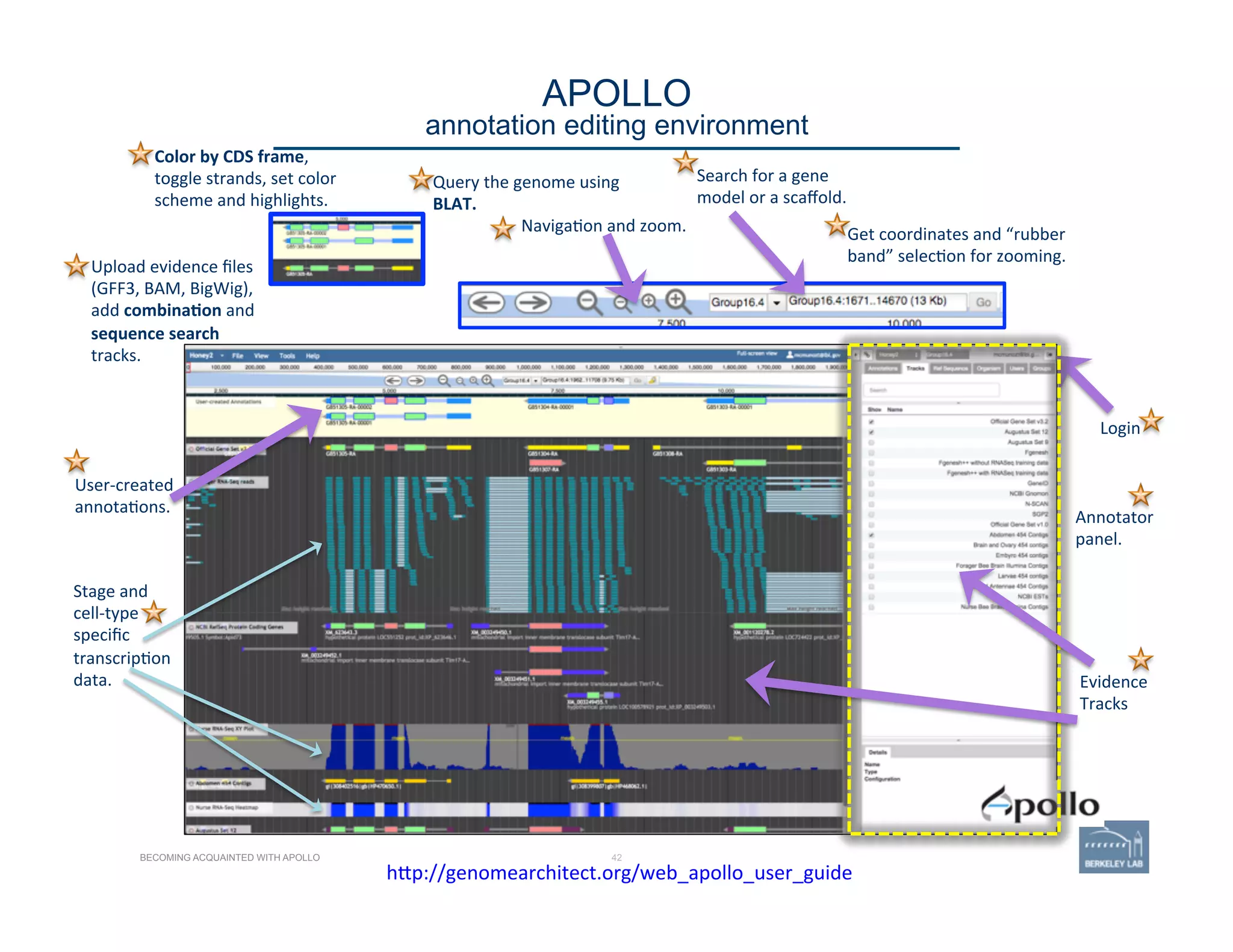 42
APOLLO 
annotation editing environment
BECOMING ACQUAINTED WITH APOLLO
Color	
  by	
  CDS	
  frame,	
  
toggle	
  strands,	
  set	
  color	
  
scheme	
  and	
  highlights.	
  
Upload	
  evidence	
  ﬁles	
  
(GFF3,	
  BAM,	
  BigWig),	
  
add	
  combina=on	
  and	
  
sequence	
  search	
  
tracks.	
  
Query	
  the	
  genome	
  using	
  
BLAT.	
  
Naviga'on	
  and	
  zoom.	
  
Search	
  for	
  a	
  gene	
  
model	
  or	
  a	
  scaﬀold.	
  
Get	
  coordinates	
  and	
  “rubber	
  
band”	
  selec'on	
  for	
  zooming.	
  
Login	
  
User-­‐created	
  
annota'ons.	
  
Annotator	
  
panel.	
  
Evidence	
  
Tracks	
  
Stage	
  and	
  
cell-­‐type	
  
speciﬁc	
  
transcrip'on	
  
data.	
  
	
  h@p://genomearchitect.org/web_apollo_user_guide	
  	
  
 