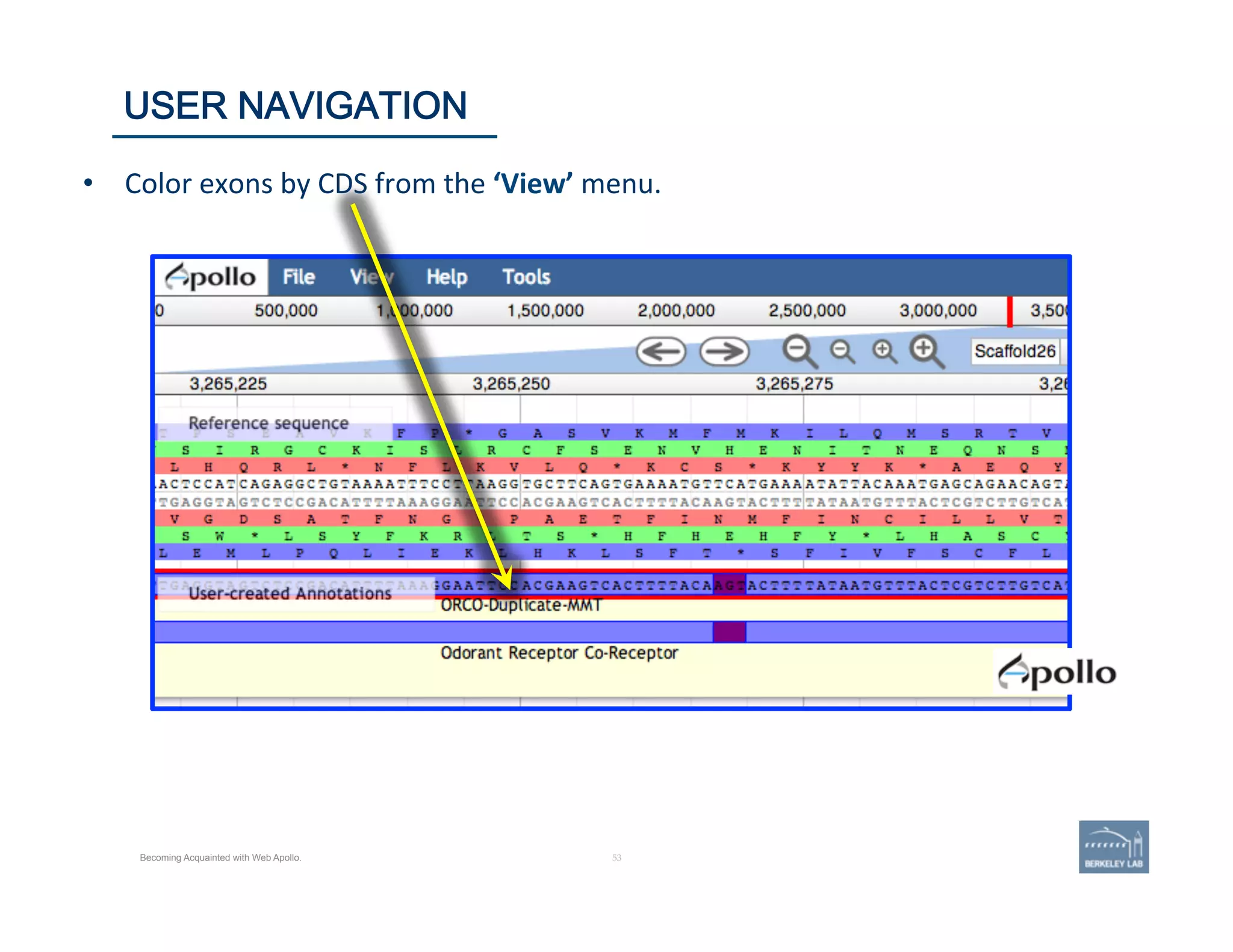 53 | 53	
USER NAVIGATION
Becoming Acquainted with Web Apollo.
•  Color	
  exons	
  by	
  CDS	
  from	
  the	
  ‘View’	
  menu.	
  
 