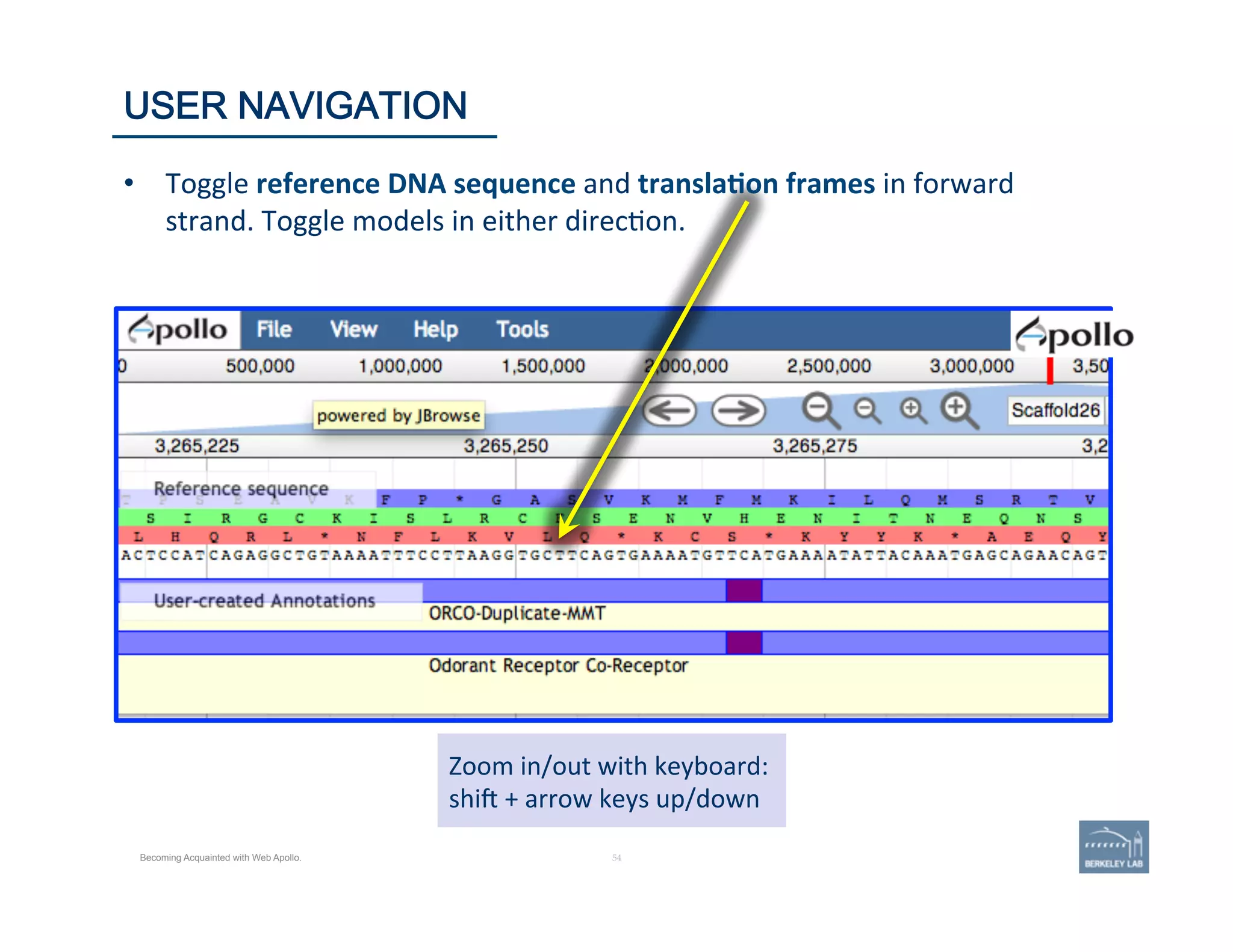 54 |
Zoom	
  in/out	
  with	
  keyboard:	
  
shij	
  +	
  arrow	
  keys	
  up/down	
  
54	
USER NAVIGATION
Becoming Acquainted with Web Apollo.
•  Toggle	
  reference	
  DNA	
  sequence	
  and	
  transla=on	
  frames	
  in	
  forward	
  
strand.	
  Toggle	
  models	
  in	
  either	
  direc'on.	
  
 