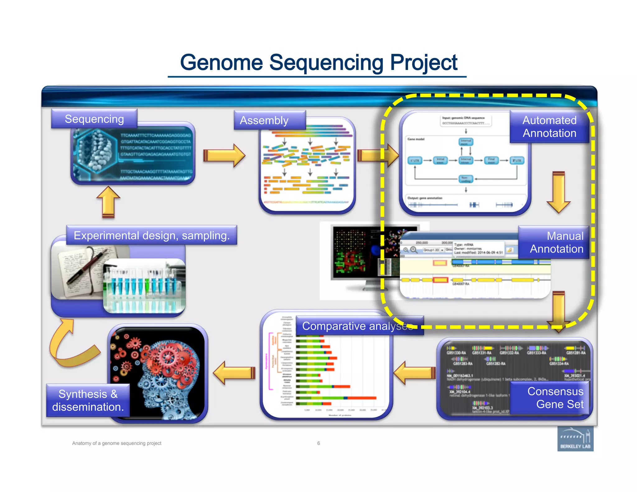 6
Genome Sequencing Project
Anatomy of a genome sequencing project
Experimental design, sampling.
Comparative analyses
Consensus
Gene Set
Manual
Annotation
Automated
Annotation
Sequencing Assembly
Synthesis &
dissemination.
 