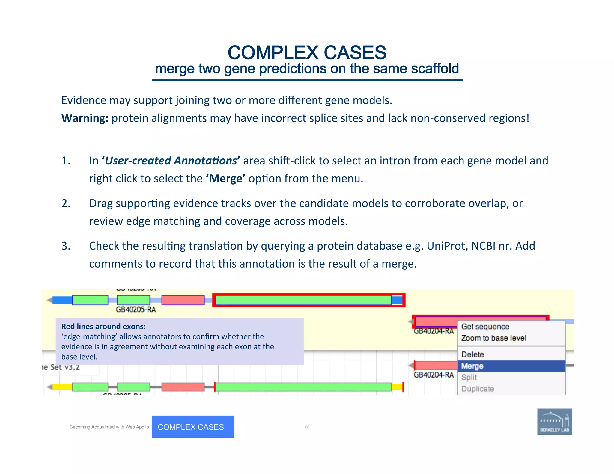 Evidence	
  may	
  support	
  joining	
  two	
  or	
  more	
  diﬀerent	
  gene	
  models.	
  	
  
Warning:	
  protein	
  alignments	
  may	
  have	
  incorrect	
  splice	
  sites	
  and	
  lack	
  non-­‐conserved	
  regions!	
  
	
  
1.  In	
  ‘User-­‐created	
  Annota,ons’	
  area	
  shij-­‐click	
  to	
  select	
  an	
  intron	
  from	
  each	
  gene	
  model	
  and	
  
right	
  click	
  to	
  select	
  the	
  ‘Merge’	
  op'on	
  from	
  the	
  menu.	
  	
  
2.  Drag	
  suppor'ng	
  evidence	
  tracks	
  over	
  the	
  candidate	
  models	
  to	
  corroborate	
  overlap,	
  or	
  
review	
  edge	
  matching	
  and	
  coverage	
  across	
  models.	
  
3.  Check	
  the	
  resul'ng	
  transla'on	
  by	
  querying	
  a	
  protein	
  database	
  e.g.	
  UniProt,	
  NCBI	
  nr.	
  Add	
  
comments	
  to	
  record	
  that	
  this	
  annota'on	
  is	
  the	
  result	
  of	
  a	
  merge.	
  
66 | 66	
Red	
  lines	
  around	
  exons:	
  
‘edge-­‐matching’	
  allows	
  annotators	
  to	
  conﬁrm	
  whether	
  the	
  
evidence	
  is	
  in	
  agreement	
  without	
  examining	
  each	
  exon	
  at	
  the	
  
base	
  level.	
  
COMPLEX CASES
merge two gene predictions on the same scaffold
Becoming Acquainted with Web Apollo. COMPLEX CASES
 