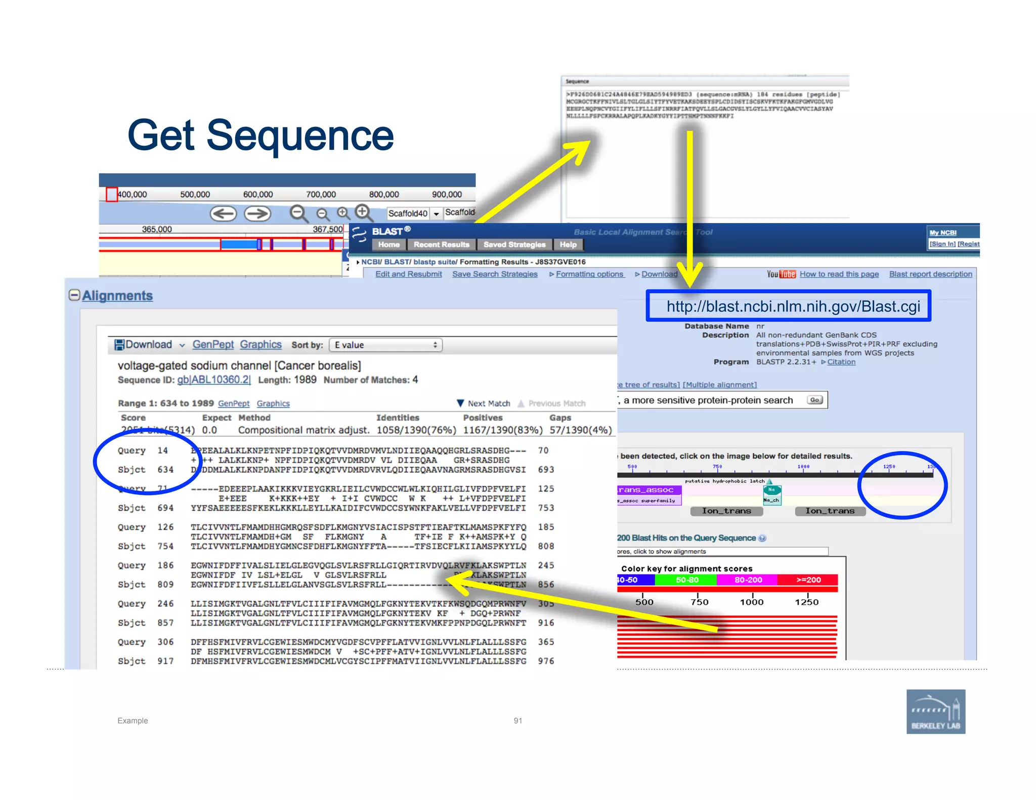 Get Sequence
Example 91
http://blast.ncbi.nlm.nih.gov/Blast.cgi
 