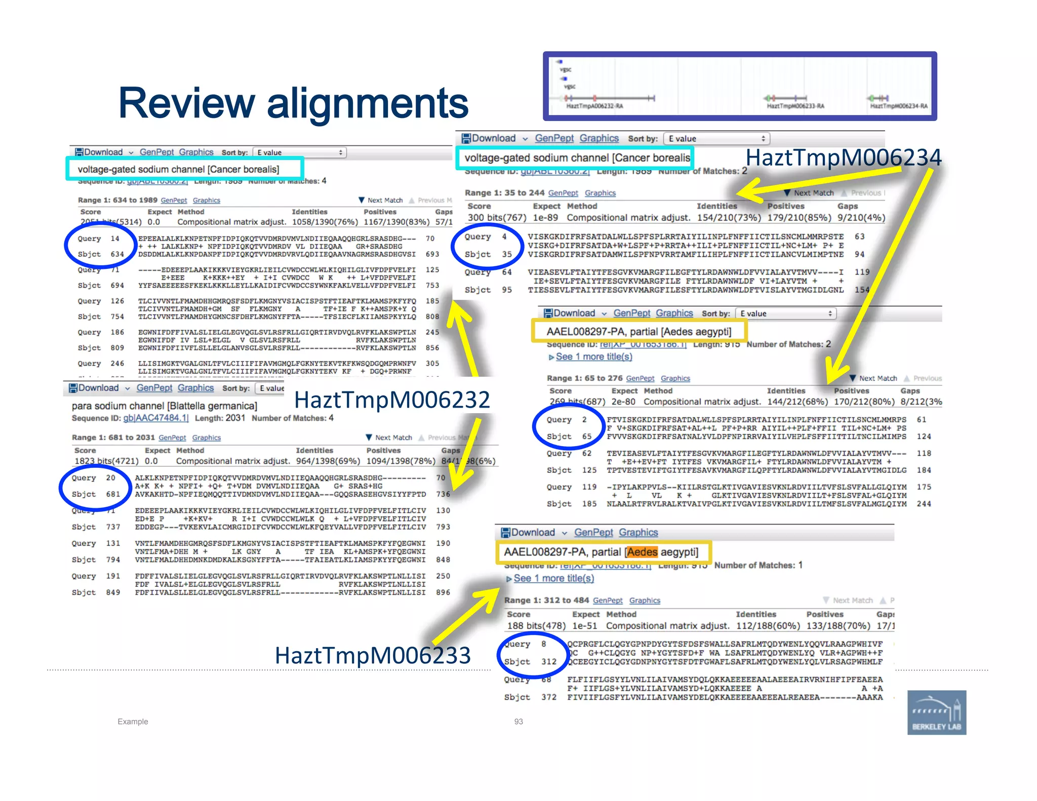 Review alignments
Example 93
HaztTmpM006234	
  
HaztTmpM006233	
  
HaztTmpM006232	
  
 