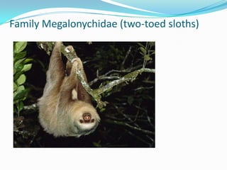 Family Megalonychidae (two-toed sloths)
 