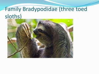 Family Bradypodidae (three toed
sloths)
 