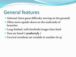 General features
 Arboreal (have great difficulty moving on the ground)
 Often move upside-down on the underside of
  branches
 Long-limbed, with forelimbs longer than hind
 Toes are fused ( syndactyly )
 Cervical vertebrae are variable in number (6-9)
 