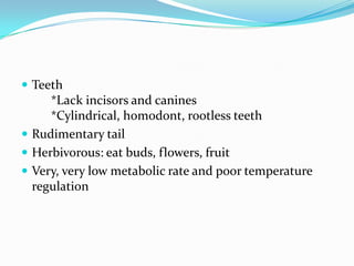  Teeth
     *Lack incisors and canines
     *Cylindrical, homodont, rootless teeth
 Rudimentary tail
 Herbivorous: eat buds, flowers, fruit
 Very, very low metabolic rate and poor temperature
  regulation
 