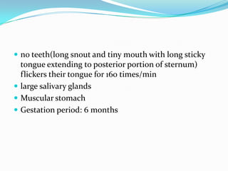  no teeth(long snout and tiny mouth with long sticky
  tongue extending to posterior portion of sternum)
  flickers their tongue for 160 times/min
 large salivary glands
 Muscular stomach
 Gestation period: 6 months
 