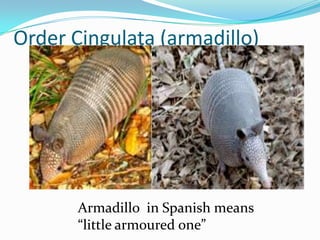 Order Cingulata (armadillo)




       Armadillo in Spanish means
       “little armoured one”
 