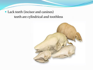  Lack teeth (incisor and canines)
      teeth are cylindrical and toothless
 