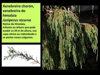 Xenebreiro chorón,
xenebreiro do
himalaia
Juniperus recurva
Nativo do Himalaia.
Arbusto ou árbore que pode
acadar os 20 m de altura, coa
copa cónica ou redondeada e
as ponlas novas colgantes.
 
