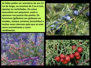 As follas poden ser aciculares de ata 2,5
cm de longo, ou escamas de 3 ou 4 mm,
opostas ou verticiladas. Os conos
masculinos son pequenos, ovais e
aparecen nas puntas das ponlas. Os
femininos (gálbulos) son globosos ou
ovoides, sempre carnosos (arcestidas) e
moitas veces olorosos polo que se usan
como aromatizante e como
condimento.
 