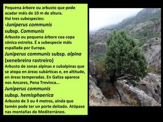 Pequena árbore ou arbusto que pode
acadar máis de 10 m de altura.
Hai tres subespecies:
-Juniperus communis
subsp. Communis
Arbusto ou pequena árbore coa copa
cónica estreita. É a subespecie máis
espallada por Europa.
Juniperus communis subsp. alpina
(xenebreiro rastreiro)
Arbusto de zonas alpinas e subalpinas que
se atopa en áreas subárticas e, en altitude,
en áreas temperadas. En Galiza aparece
nos Ancares, Pena Trevinca...
Juniperus communis
subsp. hemisphaerica
Arbusto de 3 ou 4 metros, aínda que
tamén pode ter un porte deitado. Atópase
nas montañas do Mediterráneo.
 
