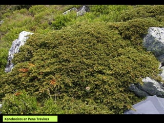 Xenebreiros en Pena Trevinca
 