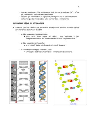 4


      • Unha vez duplicado o DNA obtiveron un DNA híbrido formado por (N14 - N15) o
        que confirmaba a hipótese semiconservativa.
      • Deixaron que estas cadeas se replicaran por segunda vez en nitróxeno normal
      • e atoparon que das novas cadeas unha era híbrida e a outra normal

MECANISMO XERAL DA REPLICACIÓN

• Antes de comezar a explica-los mecanismos de replicación debemos recordar certas
  características da molécula de ADN:

      • as dúas cadeas son complementarias:
            • para facer dúas copias só teñen              que separarse e por
               complementariedade das bases sintetizar as dúas complementarias.

      • as dúas cadeas son antiparalelas:
            • o extremo 5’ dunha enfróntase ó extremo 3’ da outra

      • as cadeas só medran polo extremo 3’, logo:
             • unha cadea medrará nun sentido e a outra no sentido contrario
 