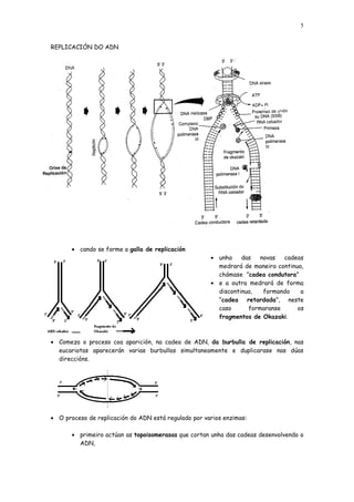 5


REPLICACIÓN DO ADN




       • cando se forme a galla de replicación
                                                      • unha    das   novas  cadeas
                                                        medrará de maneira continua,
                                                        chámase ”cadea condutora”
                                                      • e a outra medrará de forma
                                                        discontinua,   formando    a
                                                        “cadea retardada”, neste
                                                        caso      formaranse      os
                                                        fragmentos de Okazaki.



• Comeza o proceso coa aparición, na cadea de ADN, da burbulla de replicación, nas
  eucariotas aparecerán varias burbullas simultaneamente e duplicarase nas dúas
  direccións.




• O proceso de replicación do ADN está regulado por varios enzimas:

       • primeiro actúan as topoisomerasas que cortan unha das cadeas desenvolvendo o
         ADN,
 