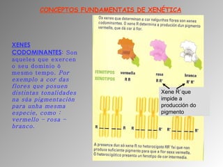 Xenetica tema3 4eso | PPT