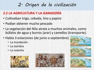 2. Origen de la civilización
2.2 LA AGRICULTURA Y LA GANADERÍA
• Cultivaban trigo, cebada, lino y papiro
• Podían obtener mucho pescado
• La vegetación del Nilo atraía a muchos animales, como
búfalos de agua y burros (arar) y camellos (transporte).
• Había 3 estaciones (de junio a septiembre):
• La inundación
• La siembra
• La cosecha
 