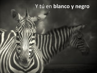 Y tú en  blanco y negro 