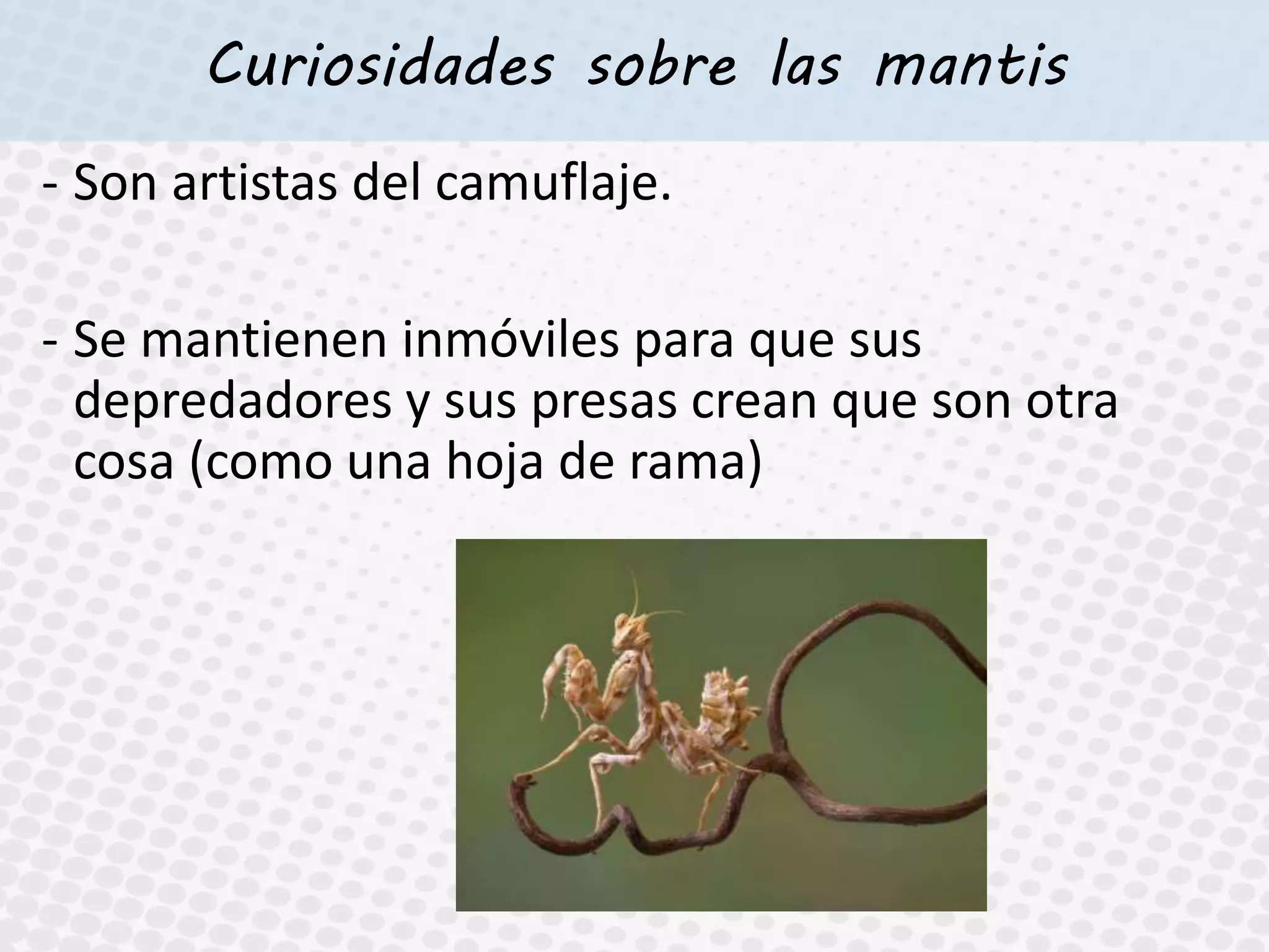 Curiosidades sobre las mantis
- Son artistas del camuflaje.
- Se mantienen inmóviles para que sus
depredadores y sus presas crean que son otra
cosa (como una hoja de rama)
 