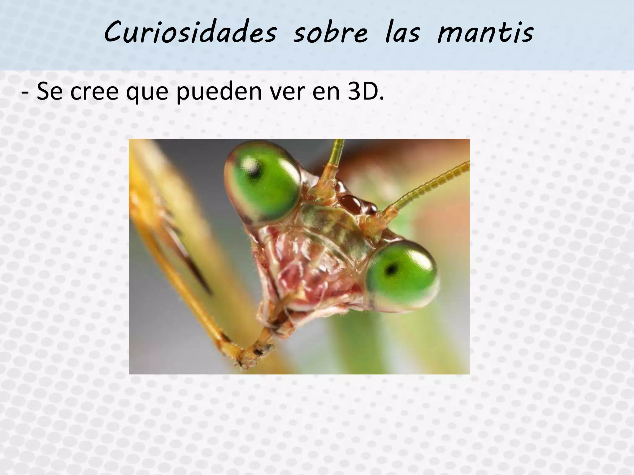 Curiosidades sobre las mantis
- Se cree que pueden ver en 3D.
 